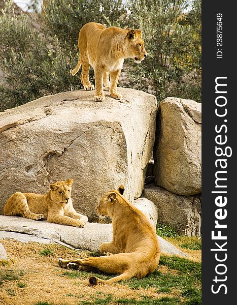 Lion cubs and lioness in te valencia zoo biopark. Lion cubs and lioness in te valencia zoo biopark