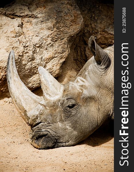 Rhinoceros in the biopark zoo, valencia