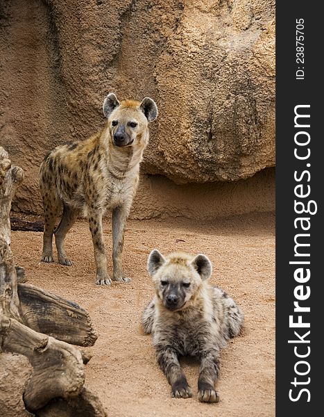 Hyena mother and cub