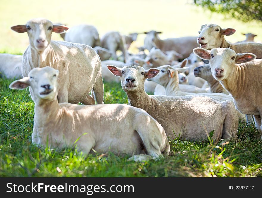 Sheep herd on the shadow meadow. Sheep herd on the shadow meadow