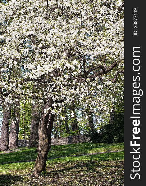 Magnolia tree in full bloom