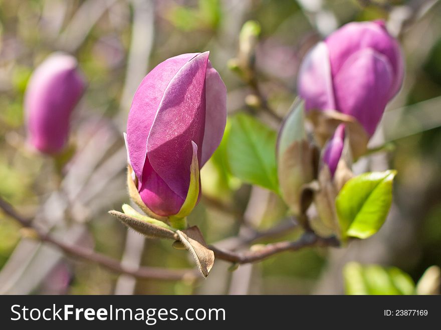 Close-up of three pink magnolia flowers. Close-up of three pink magnolia flowers