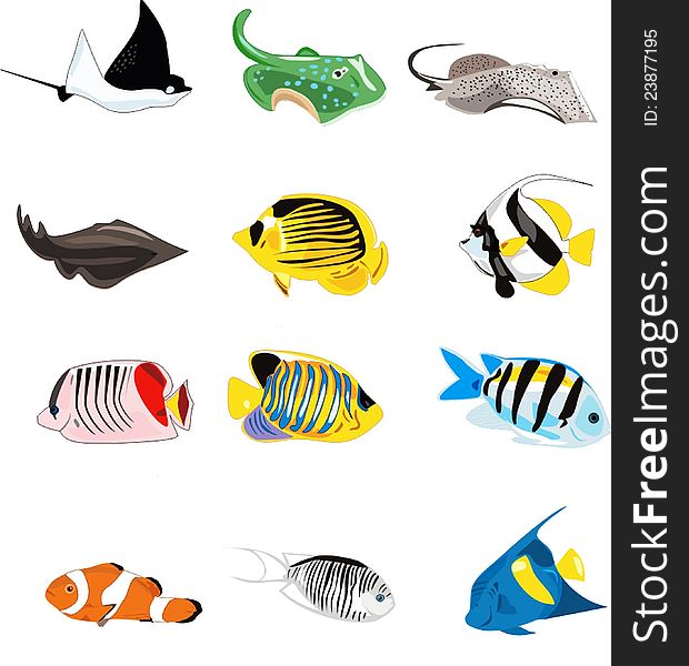 Illustration of many diferent fishes of the ocean. Illustration of many diferent fishes of the ocean