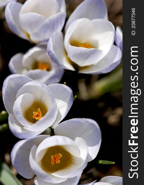 Delicate crocuses appear in early spring - delighting North American gardeners weary of the long winter months. Delicate crocuses appear in early spring - delighting North American gardeners weary of the long winter months.