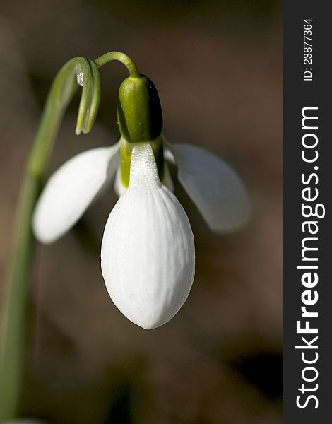 The appearance of the perennial bulb commonly known as a snowdrop in Canadian gardens is a sure sign of spring in Canada.
Snowdrops take full sun to partial shade. Grow them in well-drained soil that has plenty of humus. Galanthus nivalis is a good choice for an area with dry shade. The appearance of the perennial bulb commonly known as a snowdrop in Canadian gardens is a sure sign of spring in Canada.
Snowdrops take full sun to partial shade. Grow them in well-drained soil that has plenty of humus. Galanthus nivalis is a good choice for an area with dry shade.
