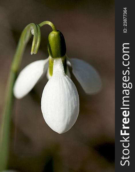 SnowDrop Perennial- A Sign of Spring