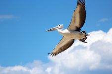 Pelican Flying In A Cloudy Sky. Stock Image
