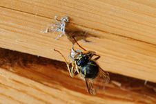 Wasp Royalty Free Stock Photos