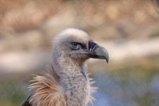 Griffon Vulture Stock Photography Griffon Vulture Stock Photography