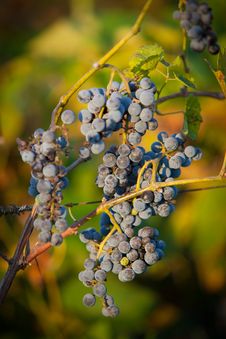 Red Bunches Of Grape &x28;4&x29;. Stock Images Red Bunches Of Grape &x28;4&x29;. Stock Images