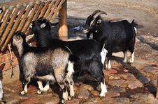 Goats Feeding Stock Images Goats Feeding Stock Images
