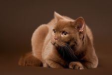 British Cat Stock Photography British Cat Stock Photography