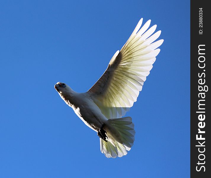 A blue eyed Corella descends from a tree where it has been feeding , with its wings upstretched and its feet tucked neatly underneath its white and yellow feathered body. A blue eyed Corella descends from a tree where it has been feeding , with its wings upstretched and its feet tucked neatly underneath its white and yellow feathered body.