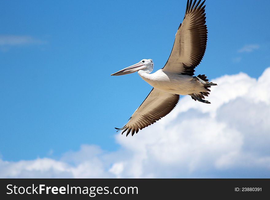 Pelican Flying In A Cloudy Sky.