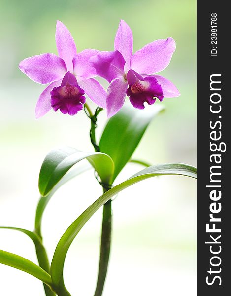 Beautiful orchid with clean background