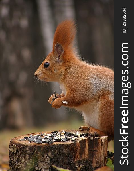 Squirrel (sciurus vulgaris) sitting on stump, eating seeds and looking carefully. Squirrel (sciurus vulgaris) sitting on stump, eating seeds and looking carefully.