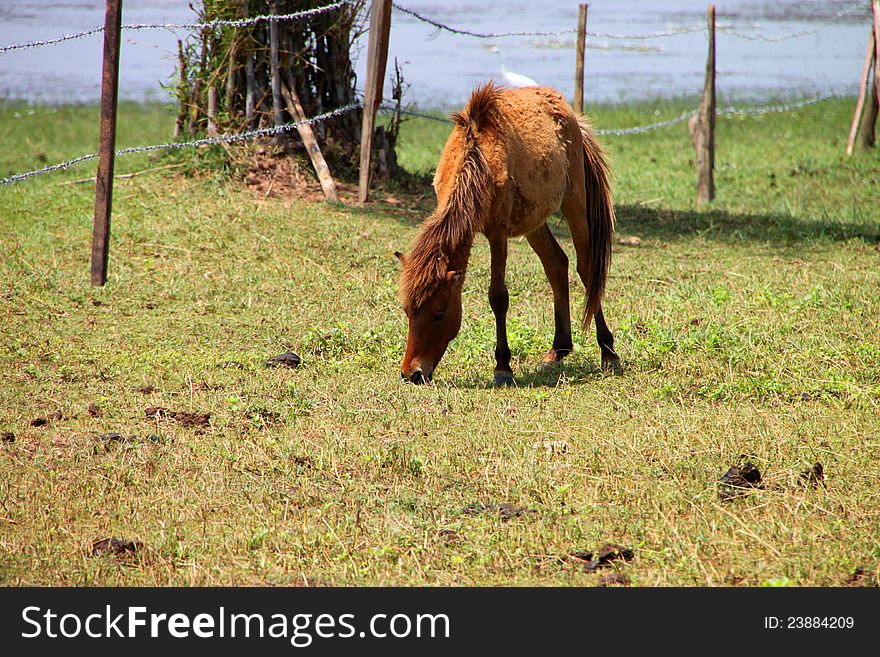A horse is in country grass field