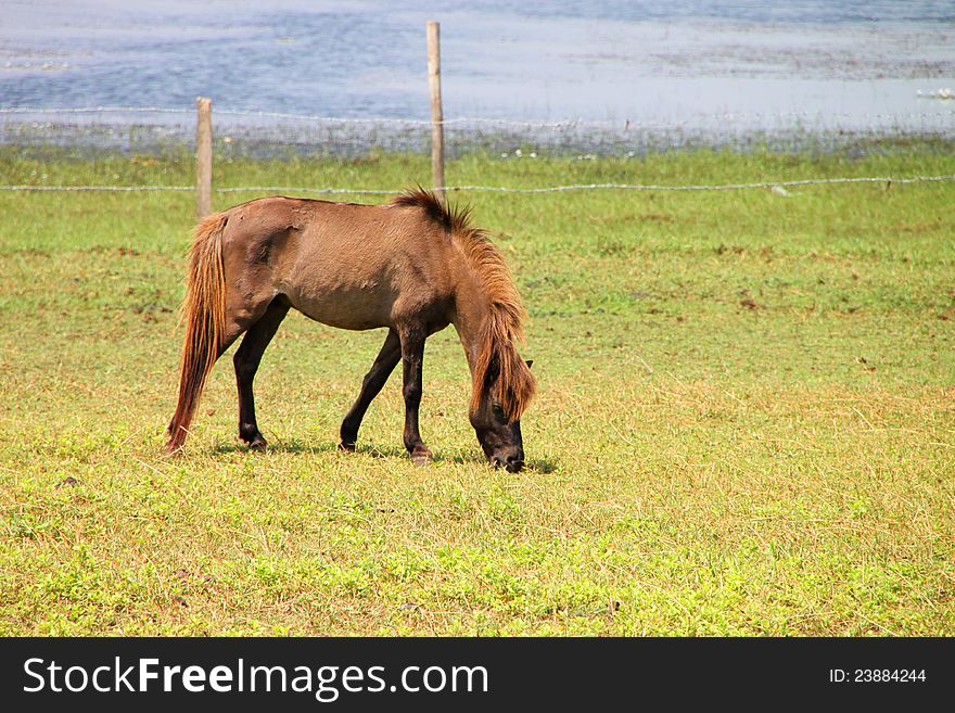 A horse is in country grass field