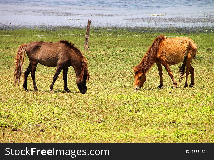 Two horses are in country grass field