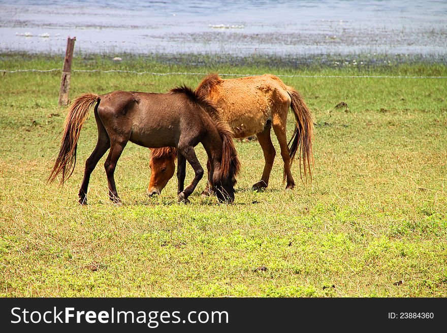 Two horses are in country grass field