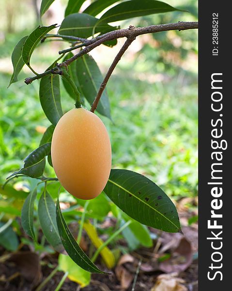 Marian plum or maprang (thai fruit) hang on tree. Marian plum or maprang (thai fruit) hang on tree