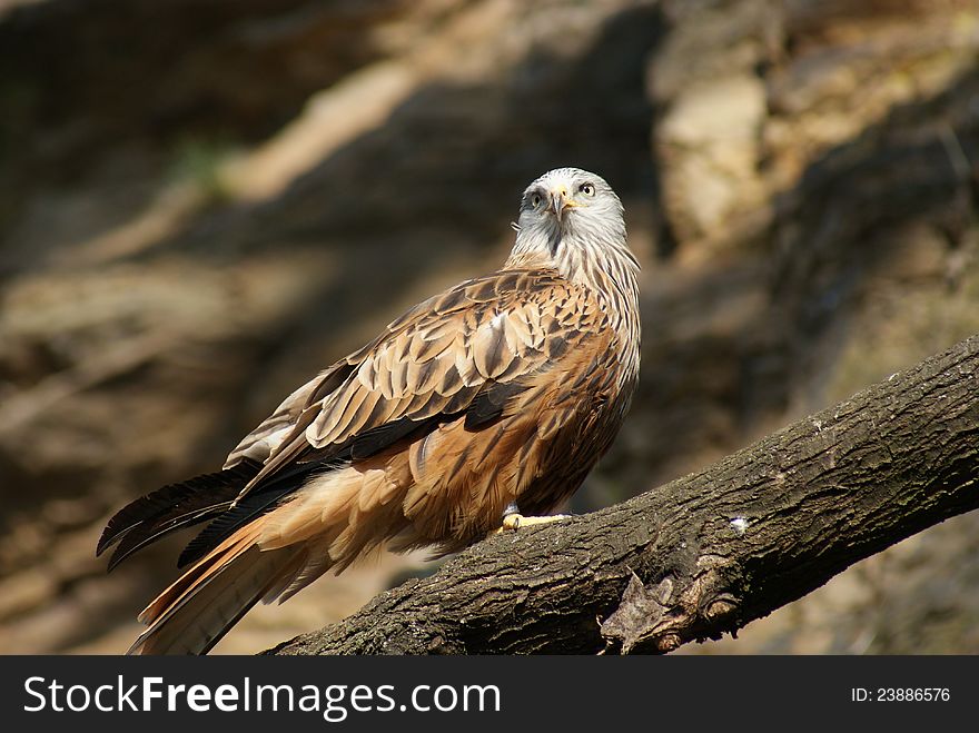 Detail of red kite on a tree and rock