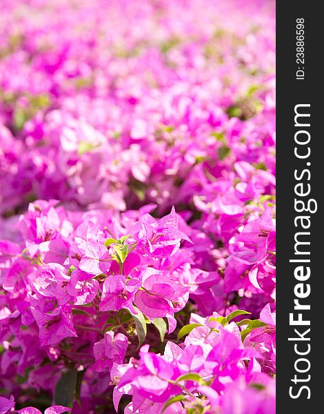 Bougainvillea flower