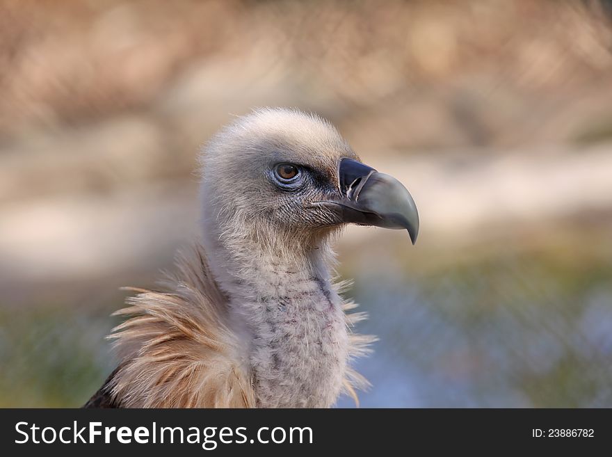 Half portrait of a griffon vulture, Gyps fulvus,