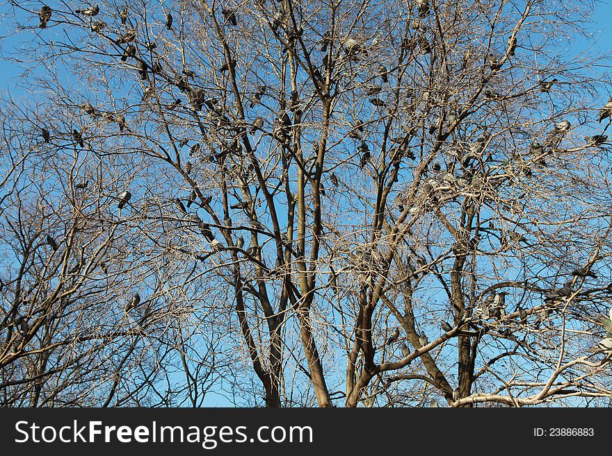 The Pigeons on the tree in the garden of Eyup Sultan Mosque, Istanbul. The Pigeons on the tree in the garden of Eyup Sultan Mosque, Istanbul.