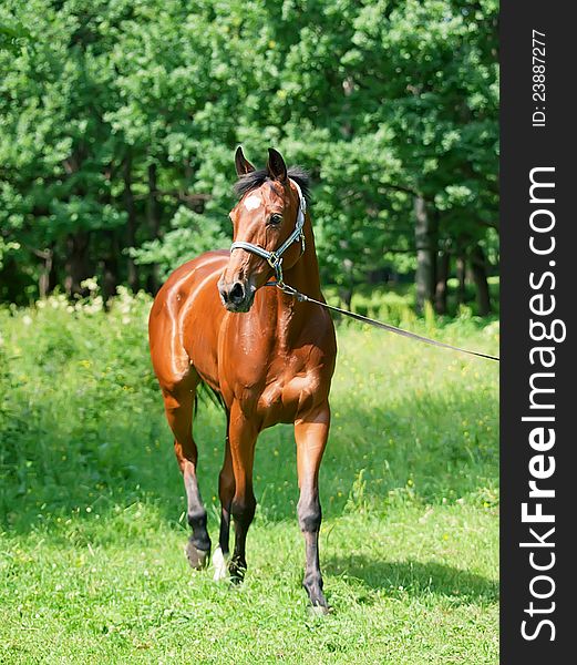 Beautiful bay mare in move outdoor sunny day. Beautiful bay mare in move outdoor sunny day