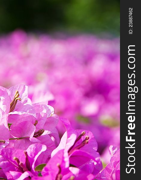 Close up of bougainvillea flower background