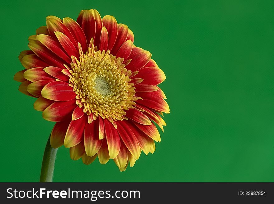 Gerber flower with green background