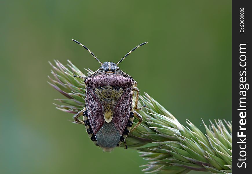 Hairy sloe bug on a bent.