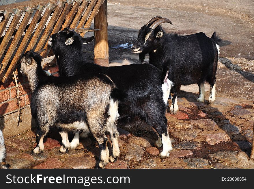 Goats feeding in a farm