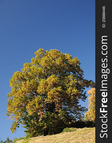 Autumn tree on clear blue sky