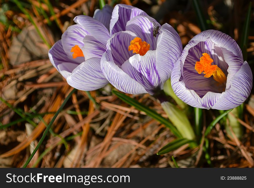 Purple and white common crocus in bloom