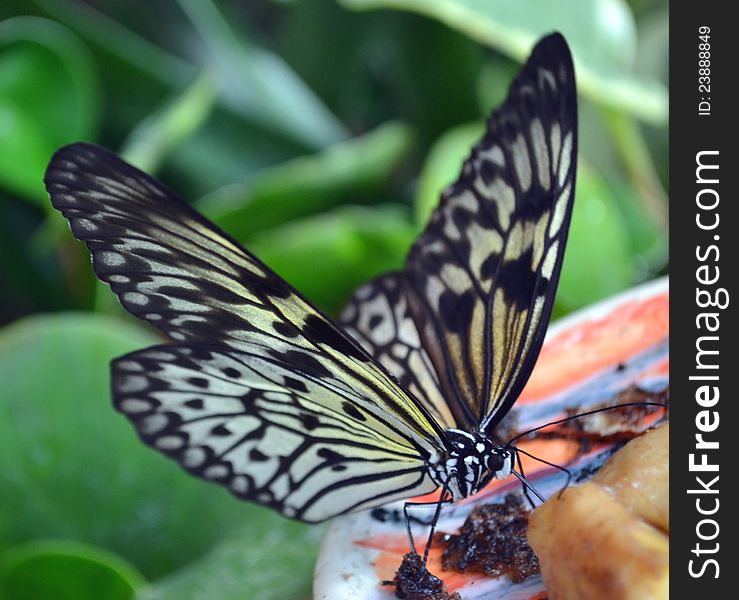 White tree nymph butterfly eating banana