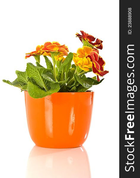 Primrose in flower pot, isolated on white