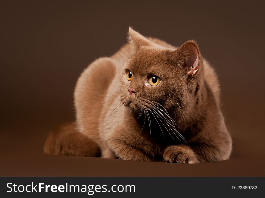 British cat on dark brown background