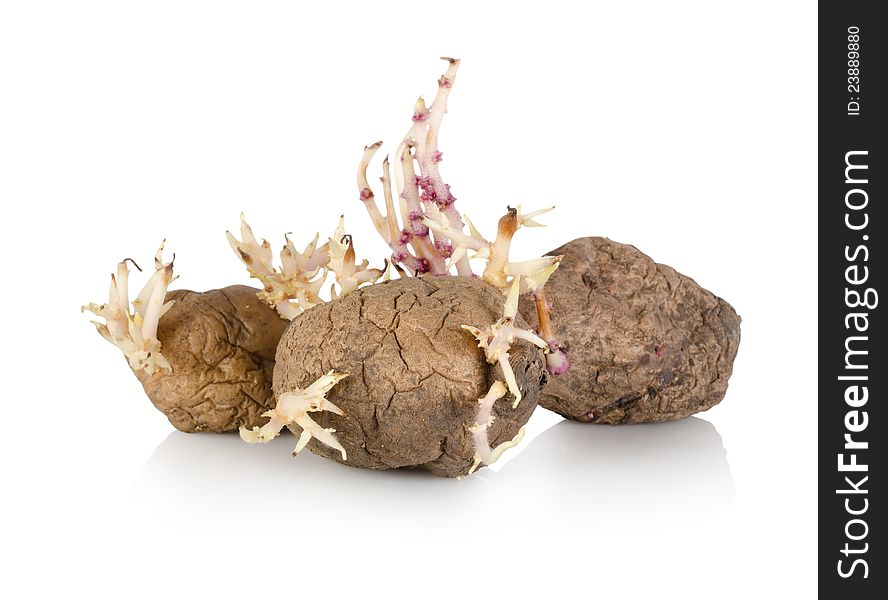 An over ripe sprouting potato  on a white background