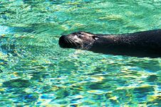 Sea-lion Swims In Turquoise Water Stock Image