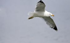 Sea Gull In Flight Stock Photography