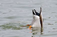 Mallard Duck Diving For Food Royalty Free Stock Photos