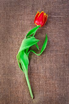 Spring Tulip Flower Stock Photo Spring Tulip Flower Stock Photo