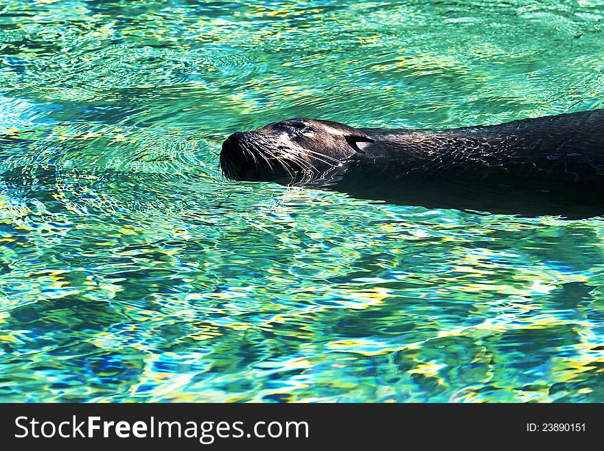 Sea-lion Swims In Turquoise Water