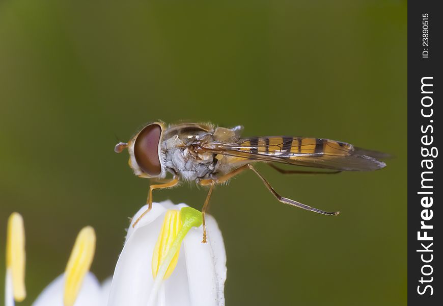 A close up photo of a hoverfly. A close up photo of a hoverfly