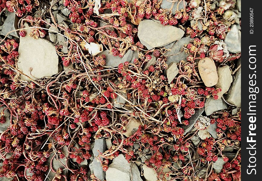 Red Sedum plant and stones texture. Red Sedum plant and stones texture