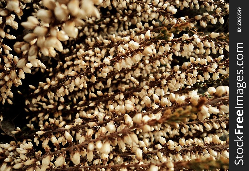 Texture of beige dry spring heather flower. Texture of beige dry spring heather flower