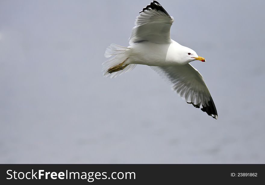 Sea Gull in Flight over grey background