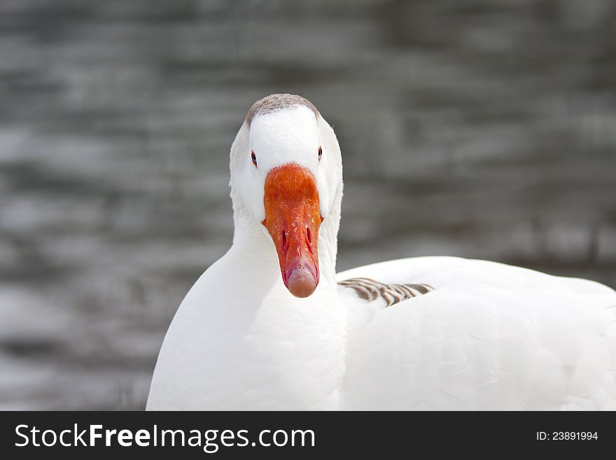 White goose looking at camera with orange beak and blurred background